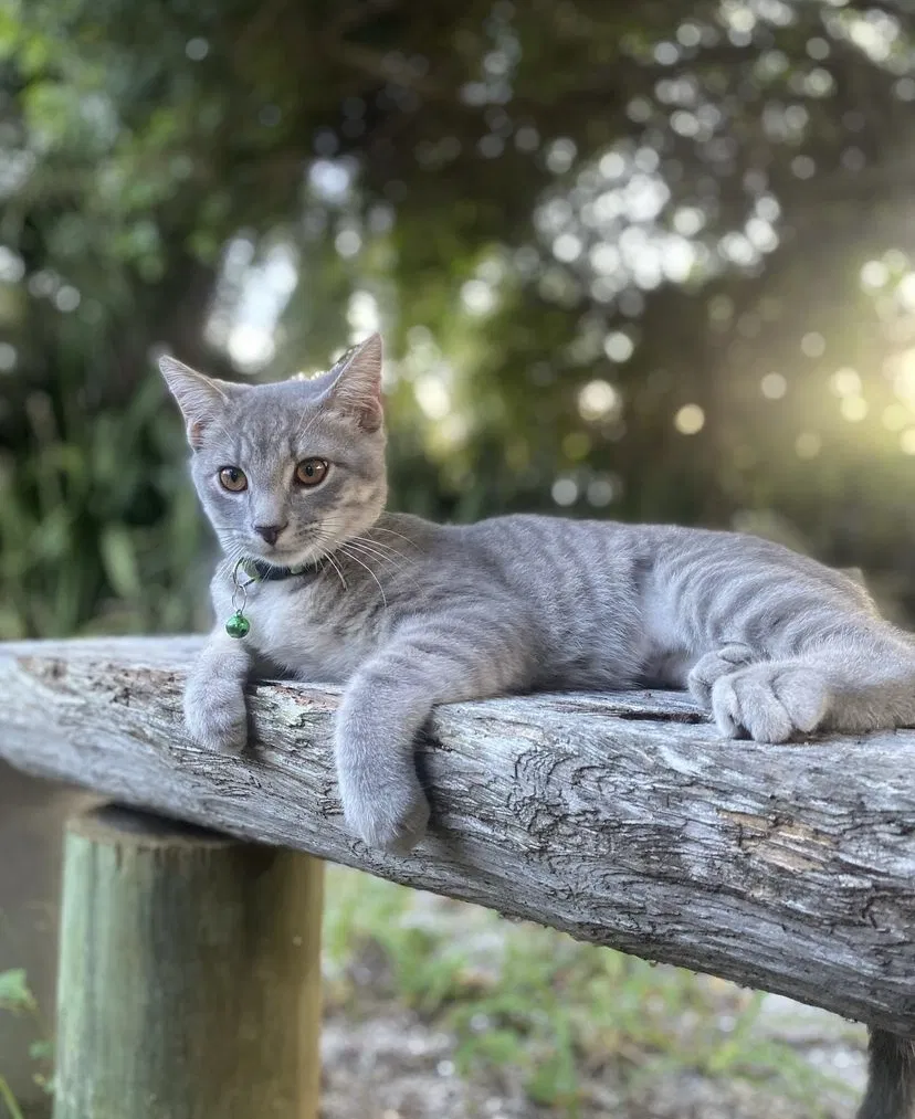 Lost cat in Cocoa Beach, FL, 32931