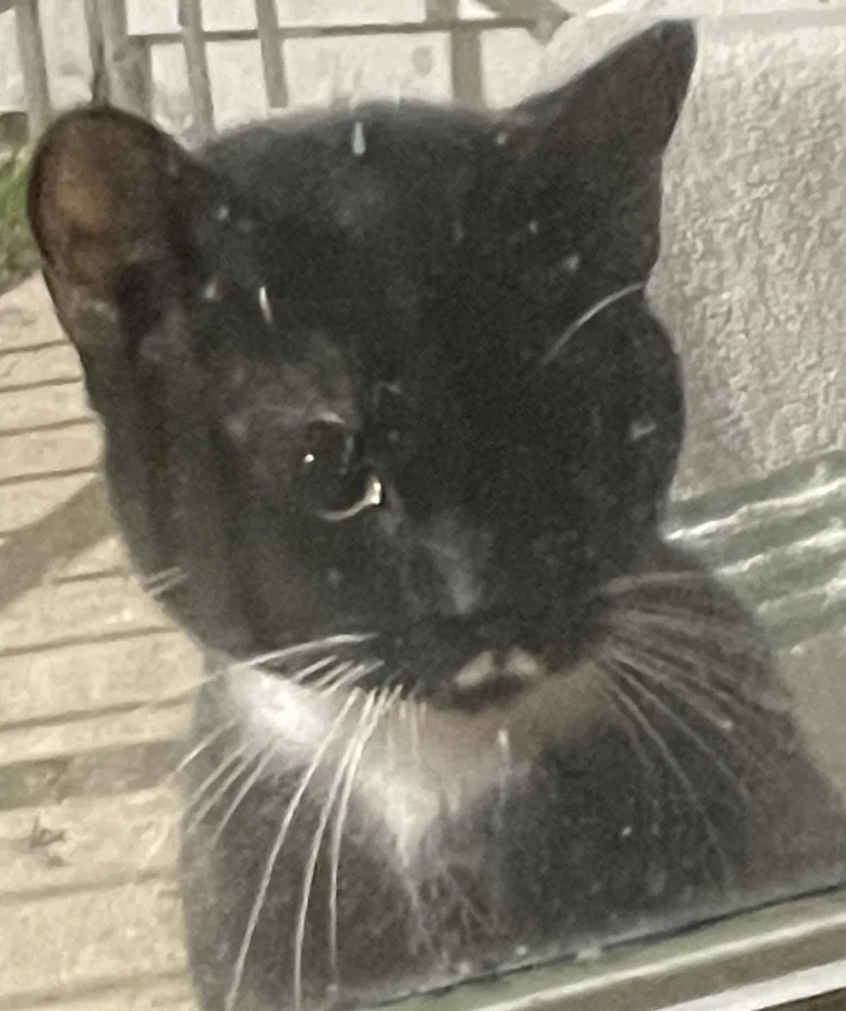 Lost cat in Houston, TX, 77084