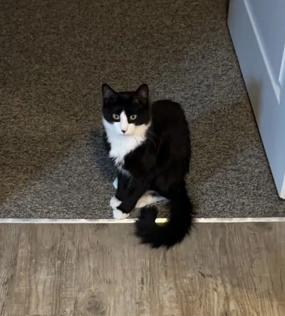 Lost cat in Grinnell, IA, 50112