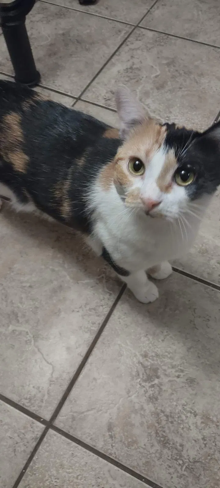 Lost cat in Ward, AR, 72176