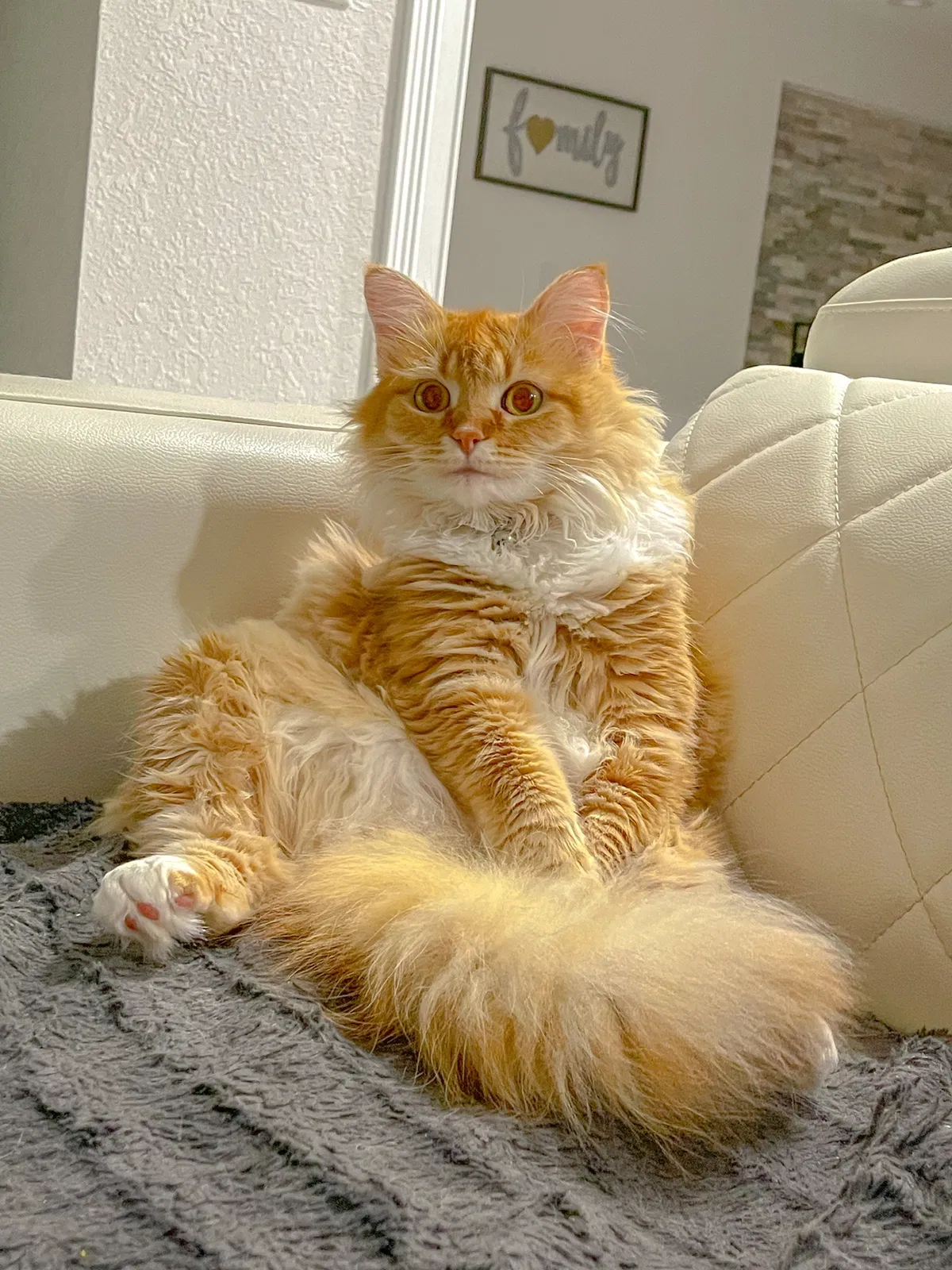 Lost cat in Tampa, FL, 33618