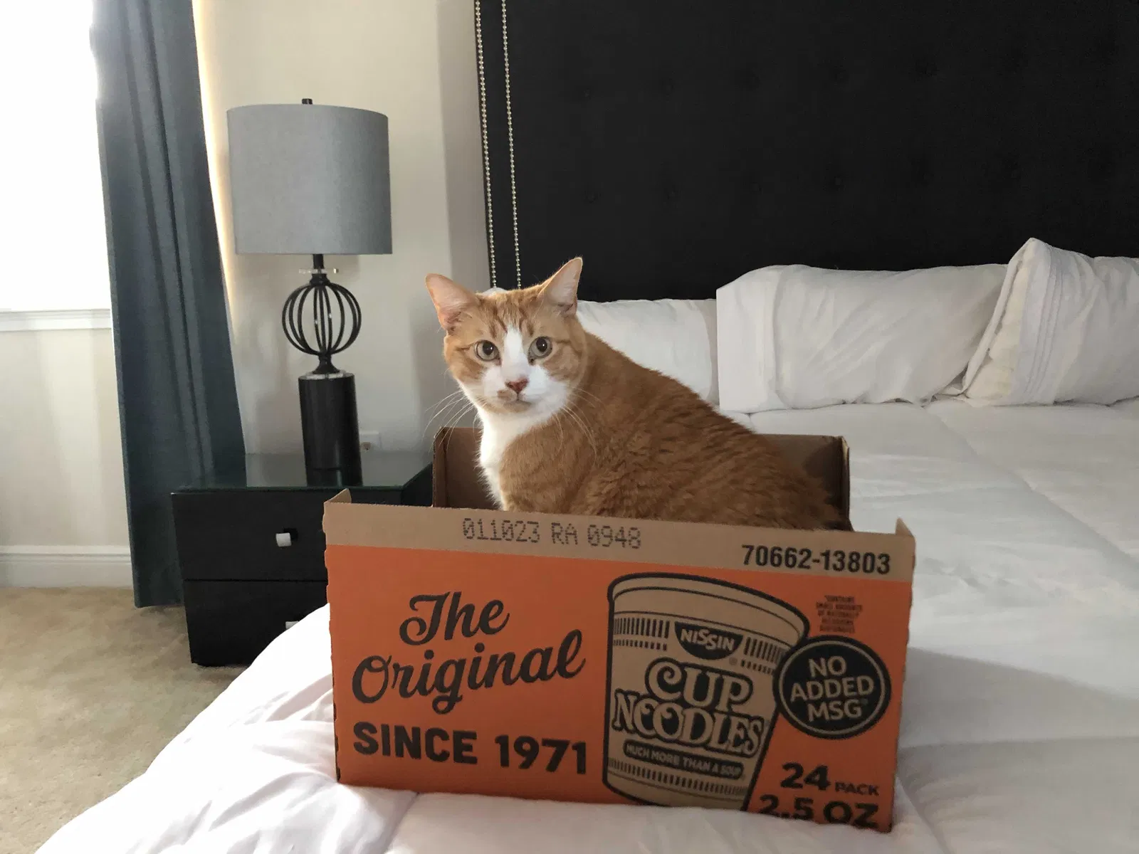 Lost cat in Kissimmee, FL, 34747