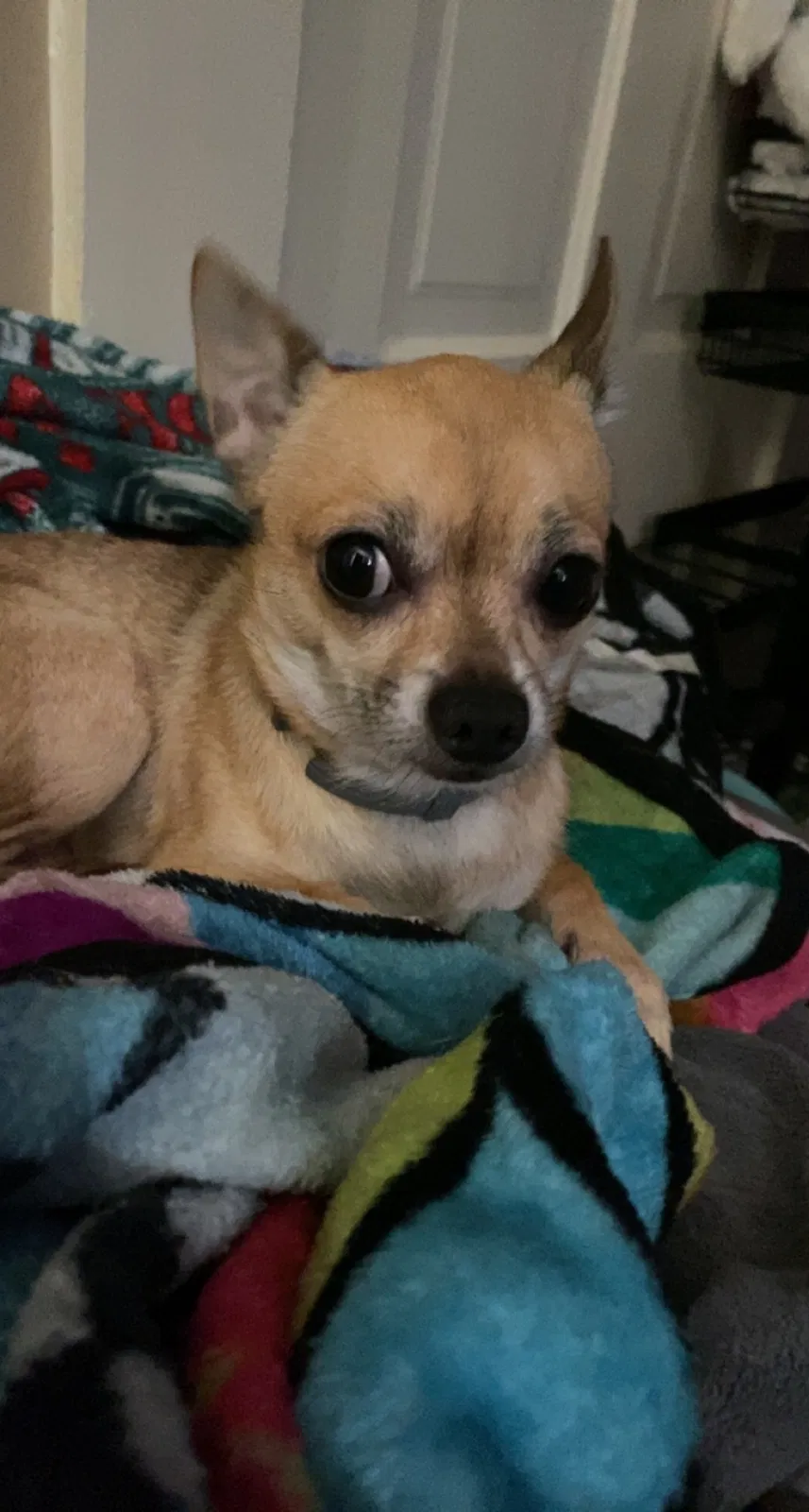 Lost dog in Madison, IN, 47250