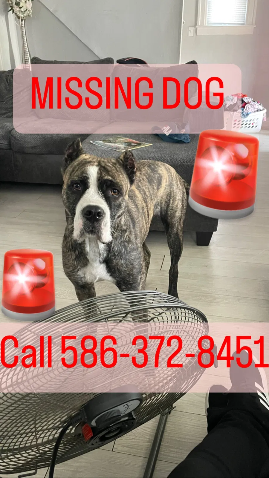 Lost dog in Detroit, MI, 48221
