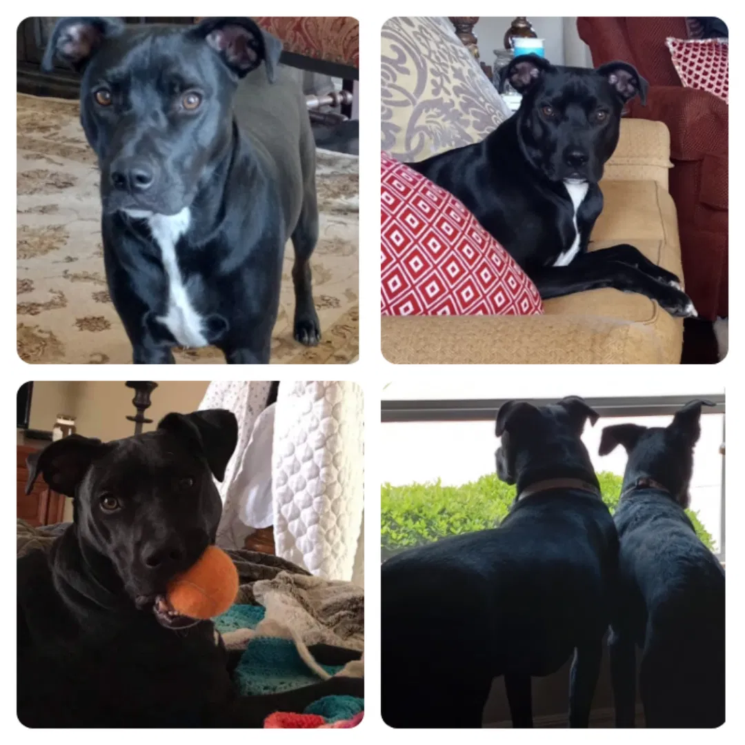 Lost dog in Edmond, OK, 73012