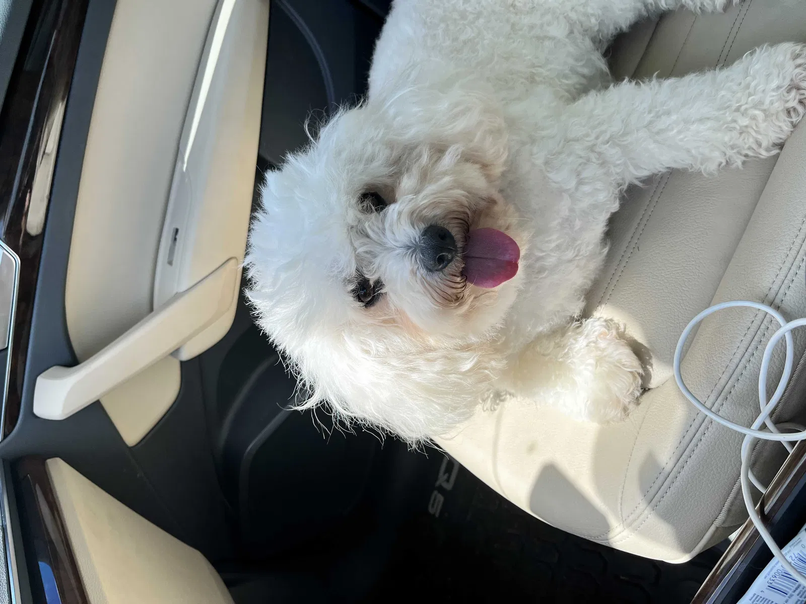 Lost dog in Corpus Christi, TX, 78412