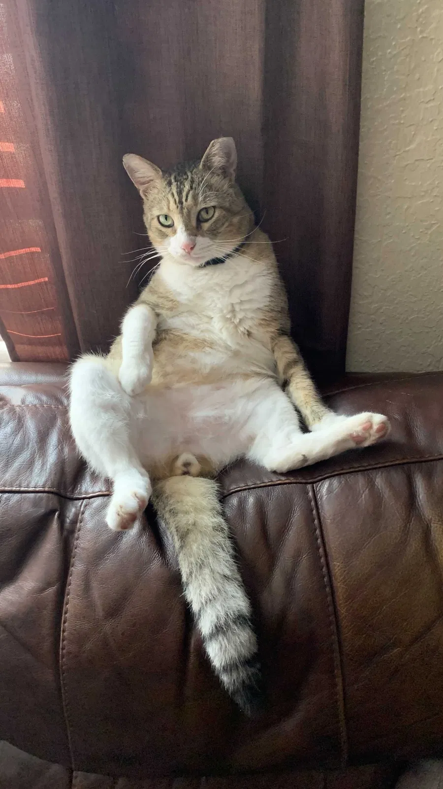 Lost cat in Pompano Beach, FL, 33063