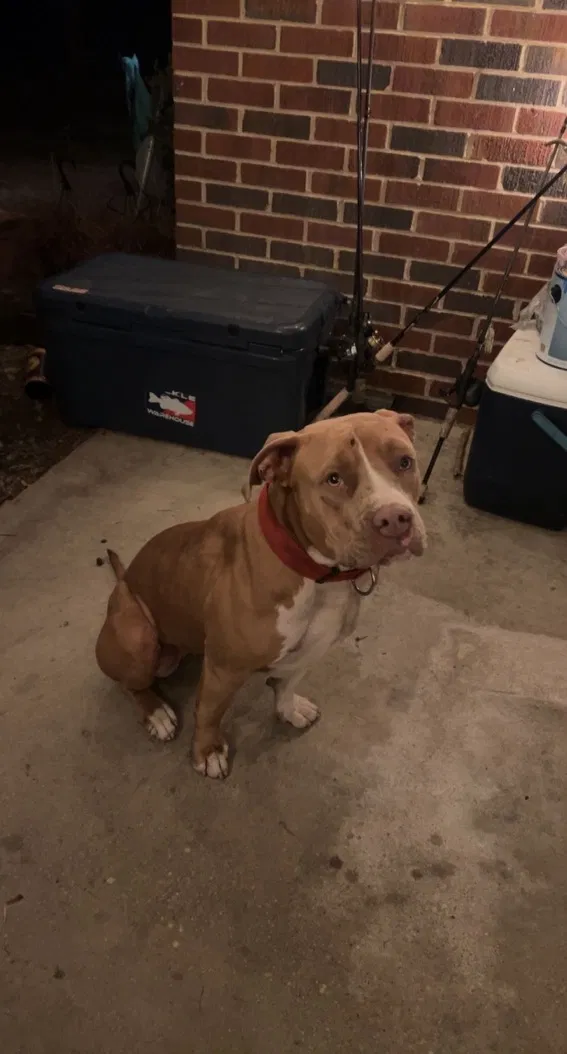 Found dog in Spring Lake, NC, 28390