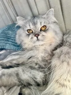 Lost cat in Puyallup, WA, 98373