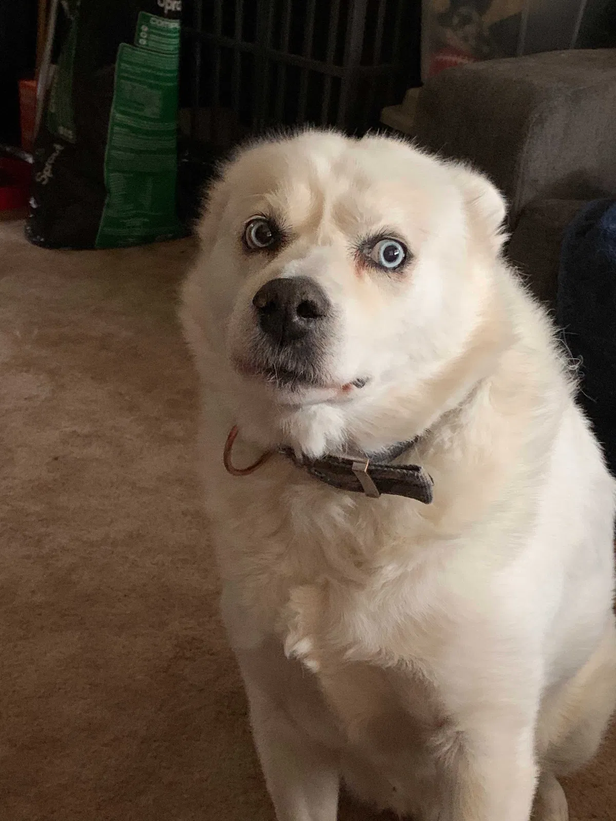 Lost dog in Crivitz, WI, 54114