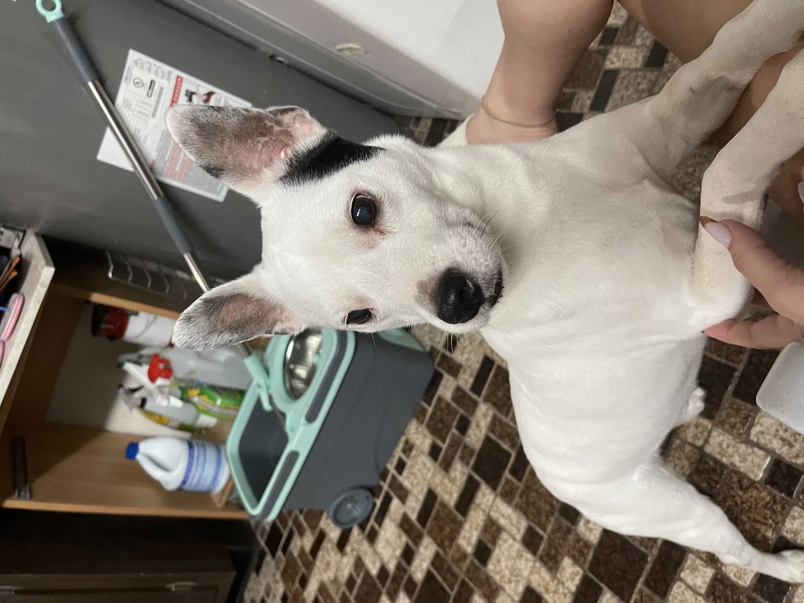 Lost dog in Miami, FL, 33147