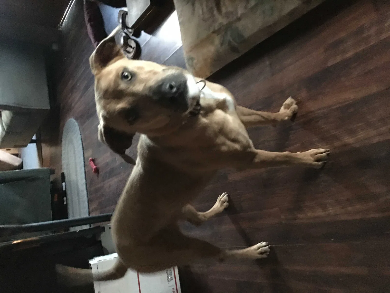 Lost dog in Wichita, KS, 67204