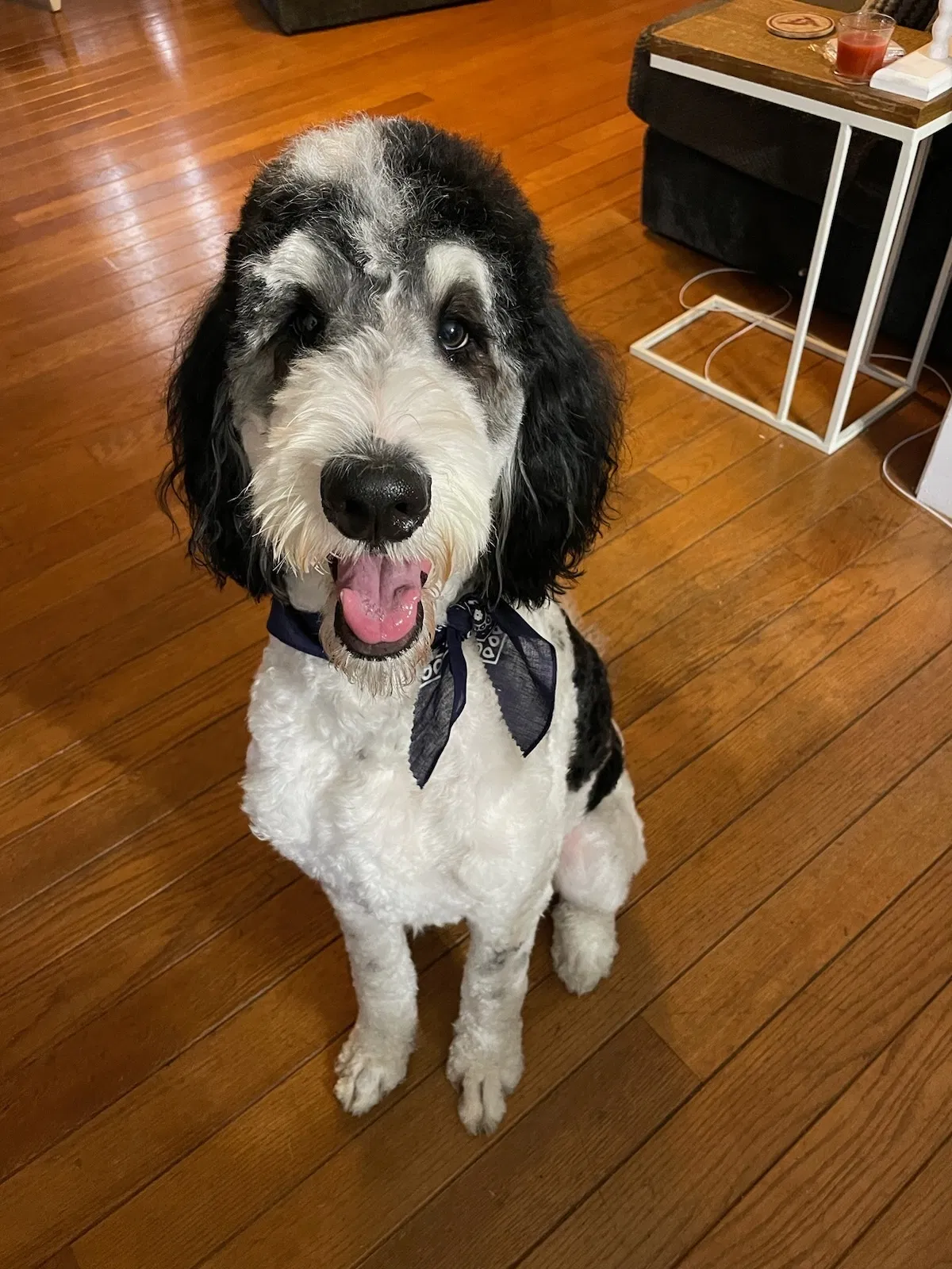 Lost dog in Louisville, TN, 37777