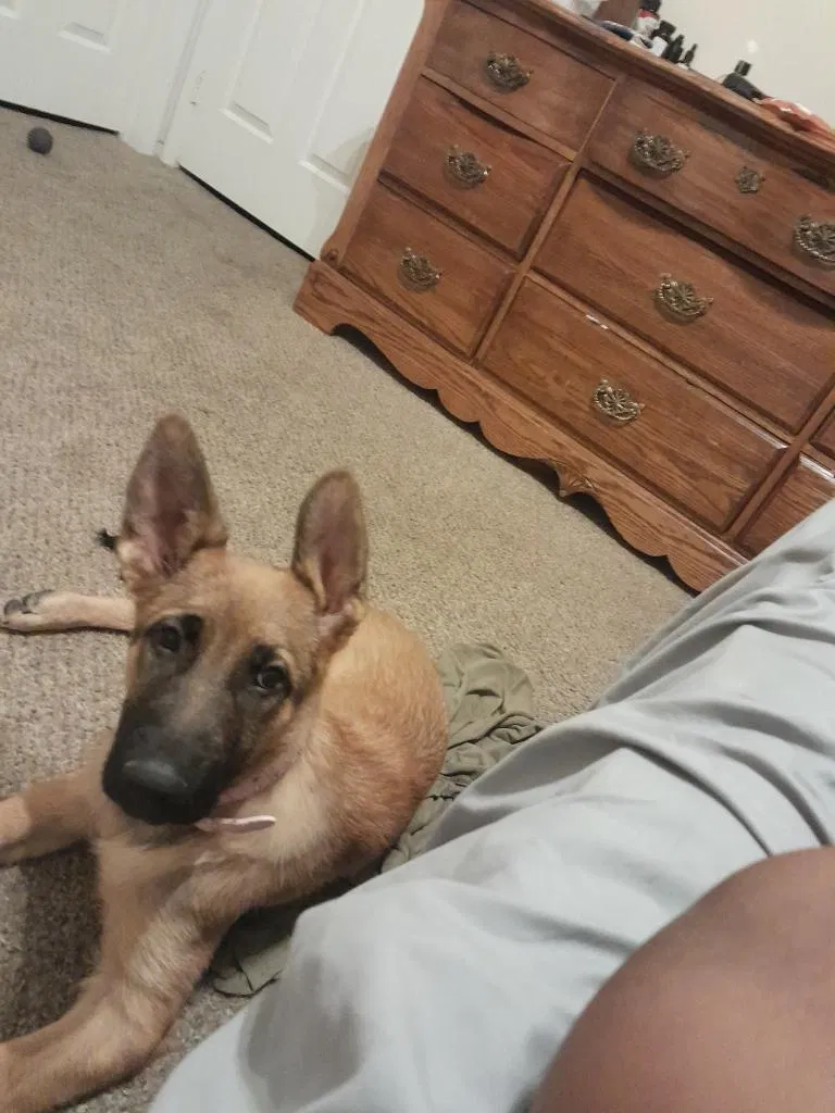 Lost dog in Hesperia, CA, 92345