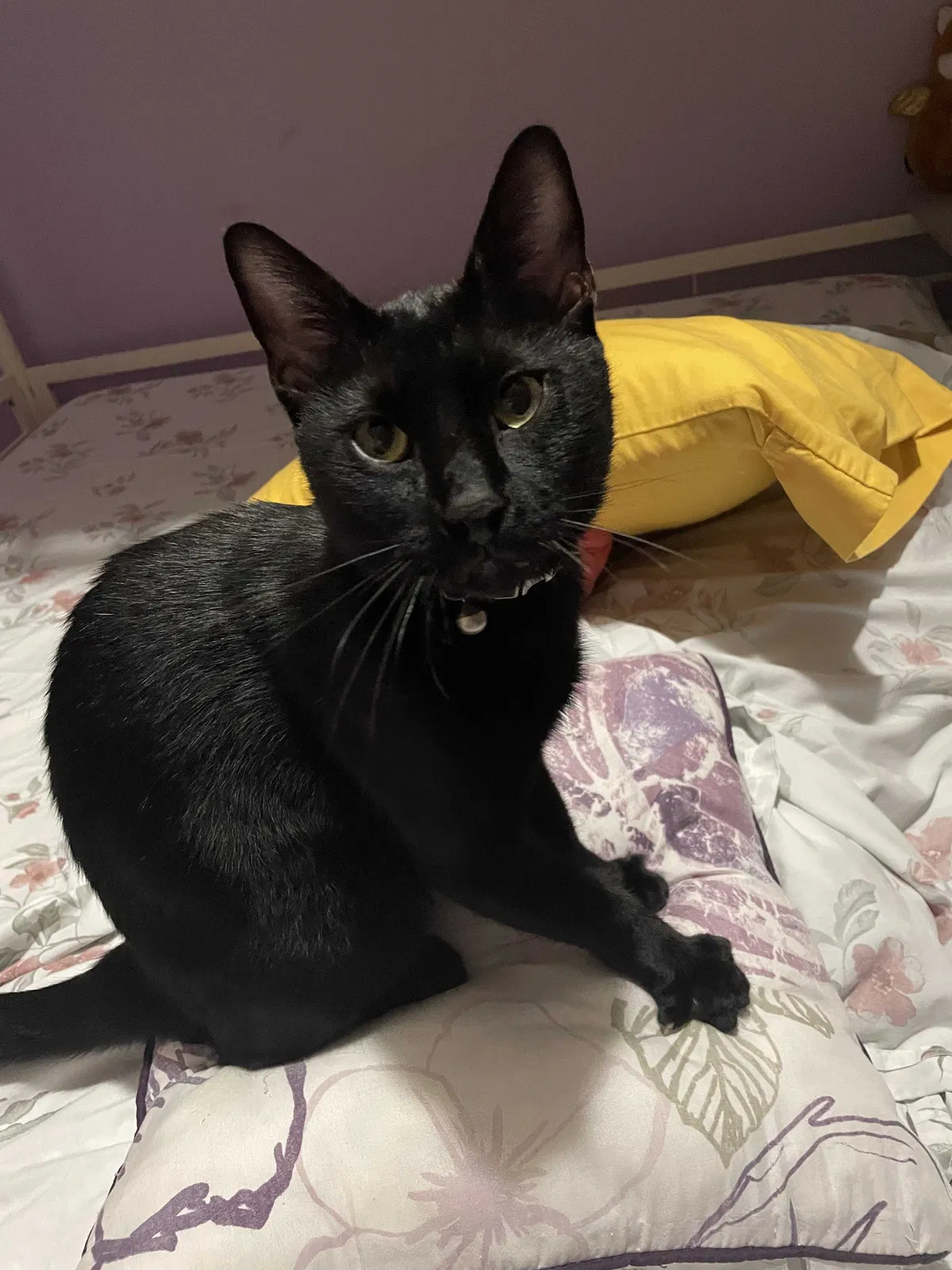 Lost cat in Houston, TX, 77087