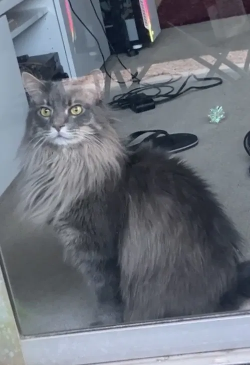 Lost cat in Las Vegas, NV, 89119