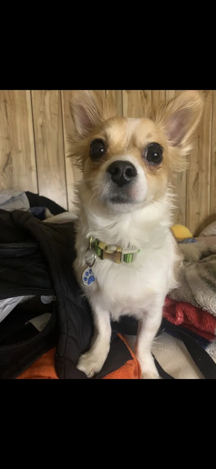 Lost dog in Brentwood, NY, 11717