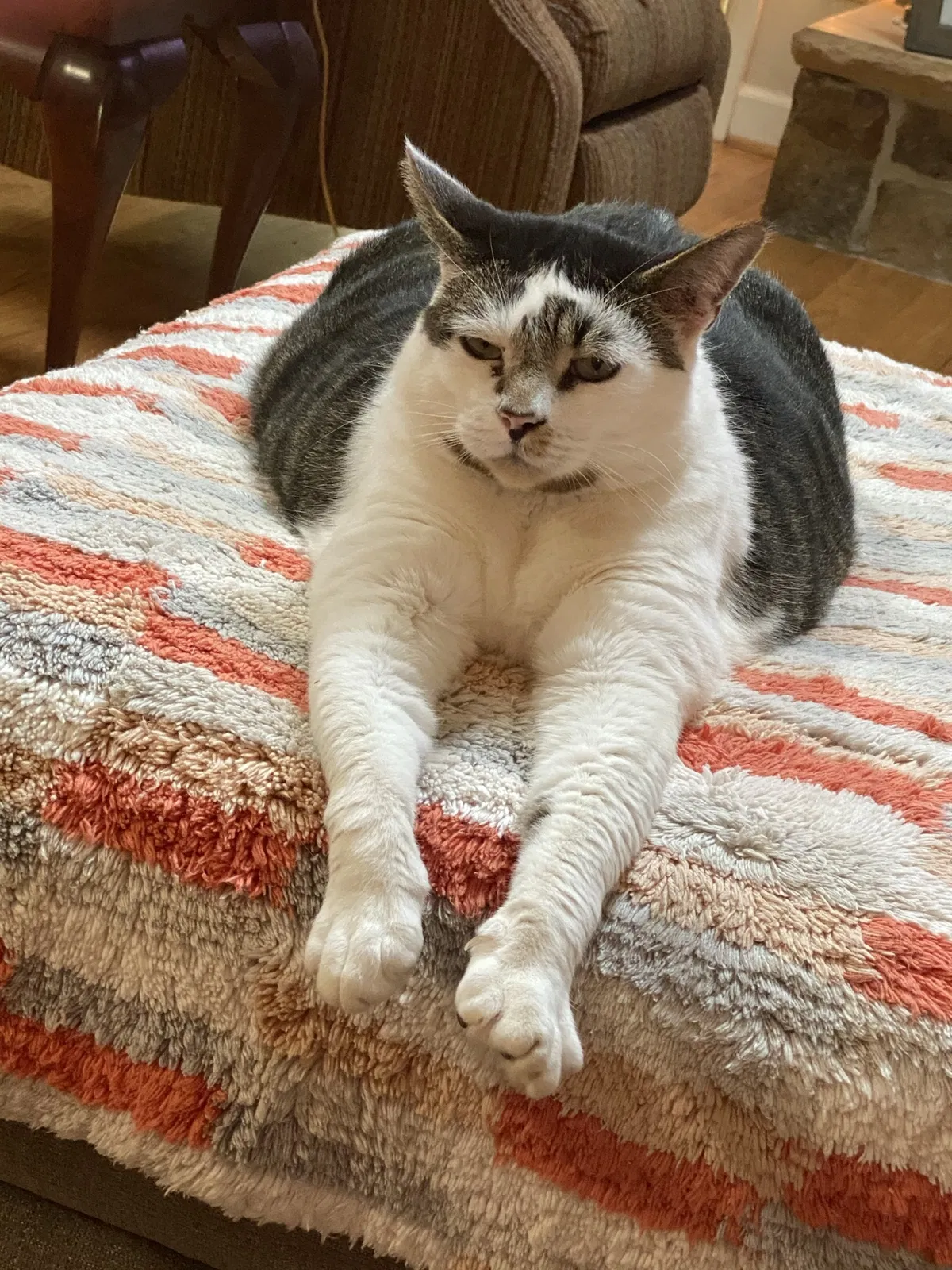 Lost cat in Charlotte, NC, 28216