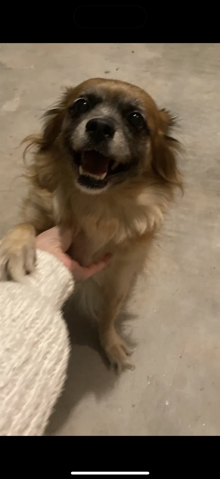 Found dog in Conroe, TX, 77304