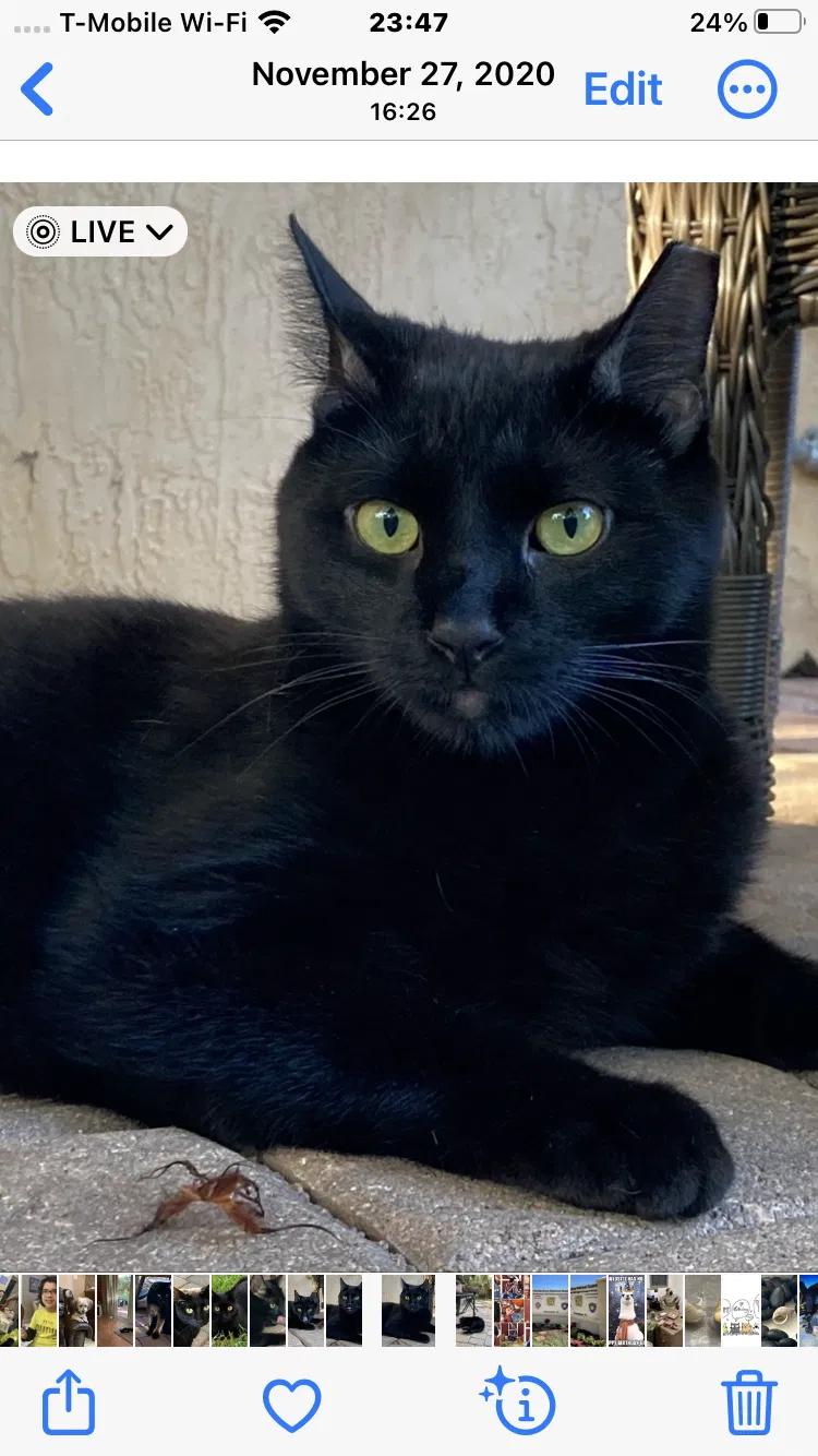 Lost cat in Ocala, FL, 34481