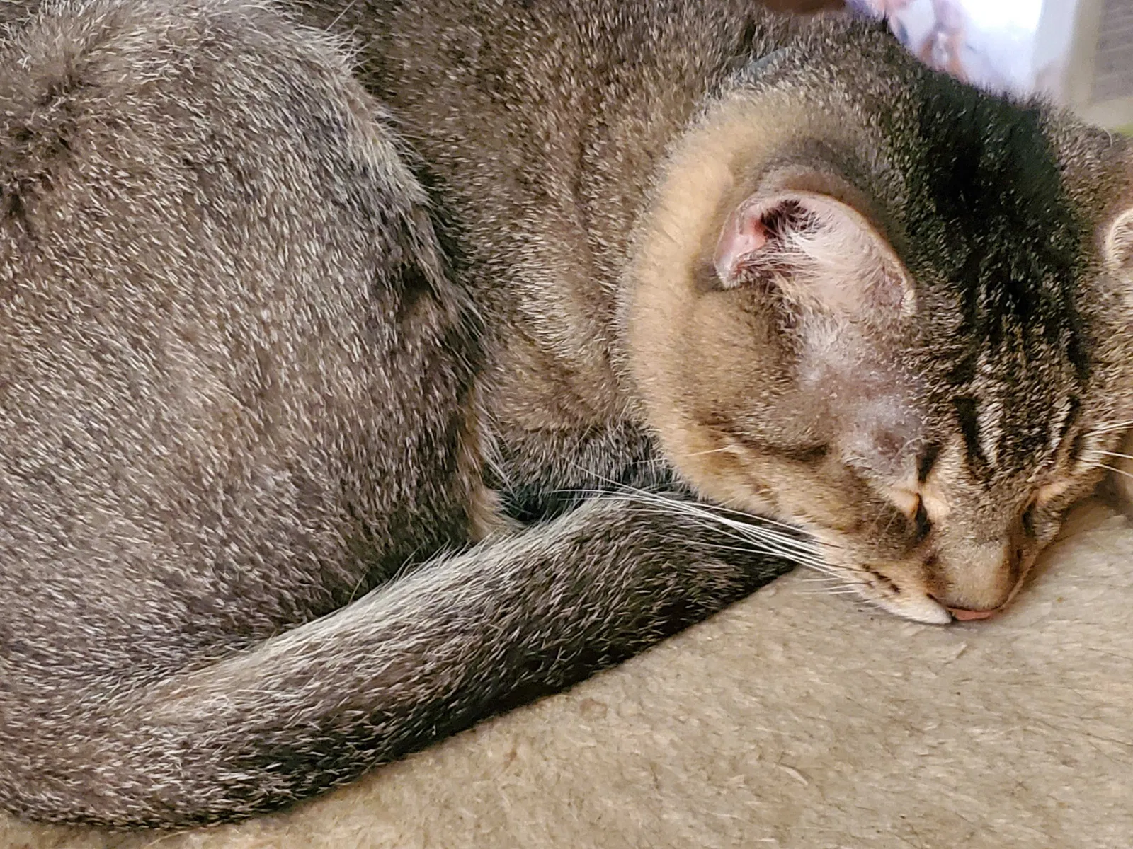 Lost cat in Pikeville, NC, 27863