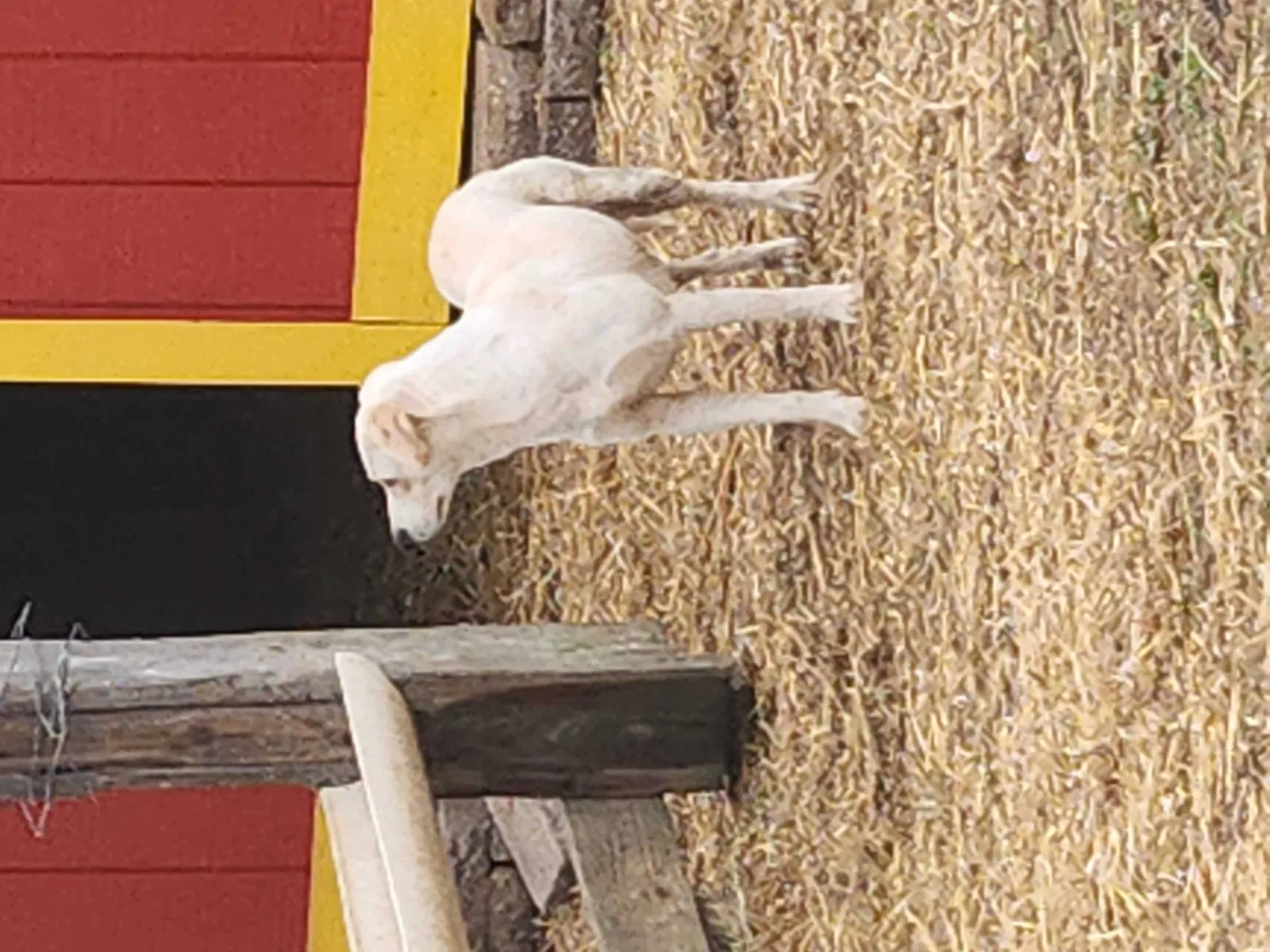 Lost dog in Little Rock, AR, 72206
