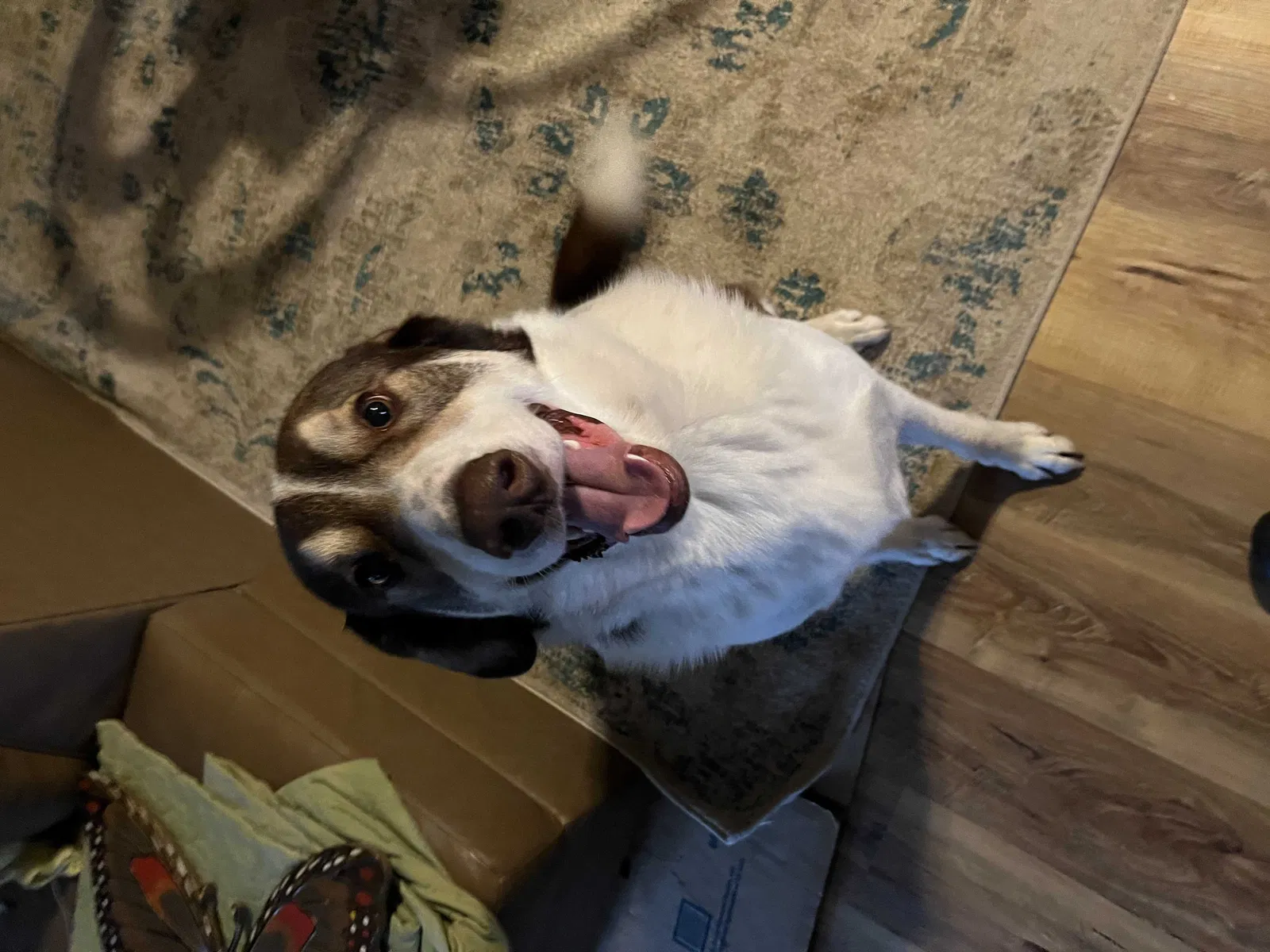 Found dog in Cherokee Village, AR, 72529
