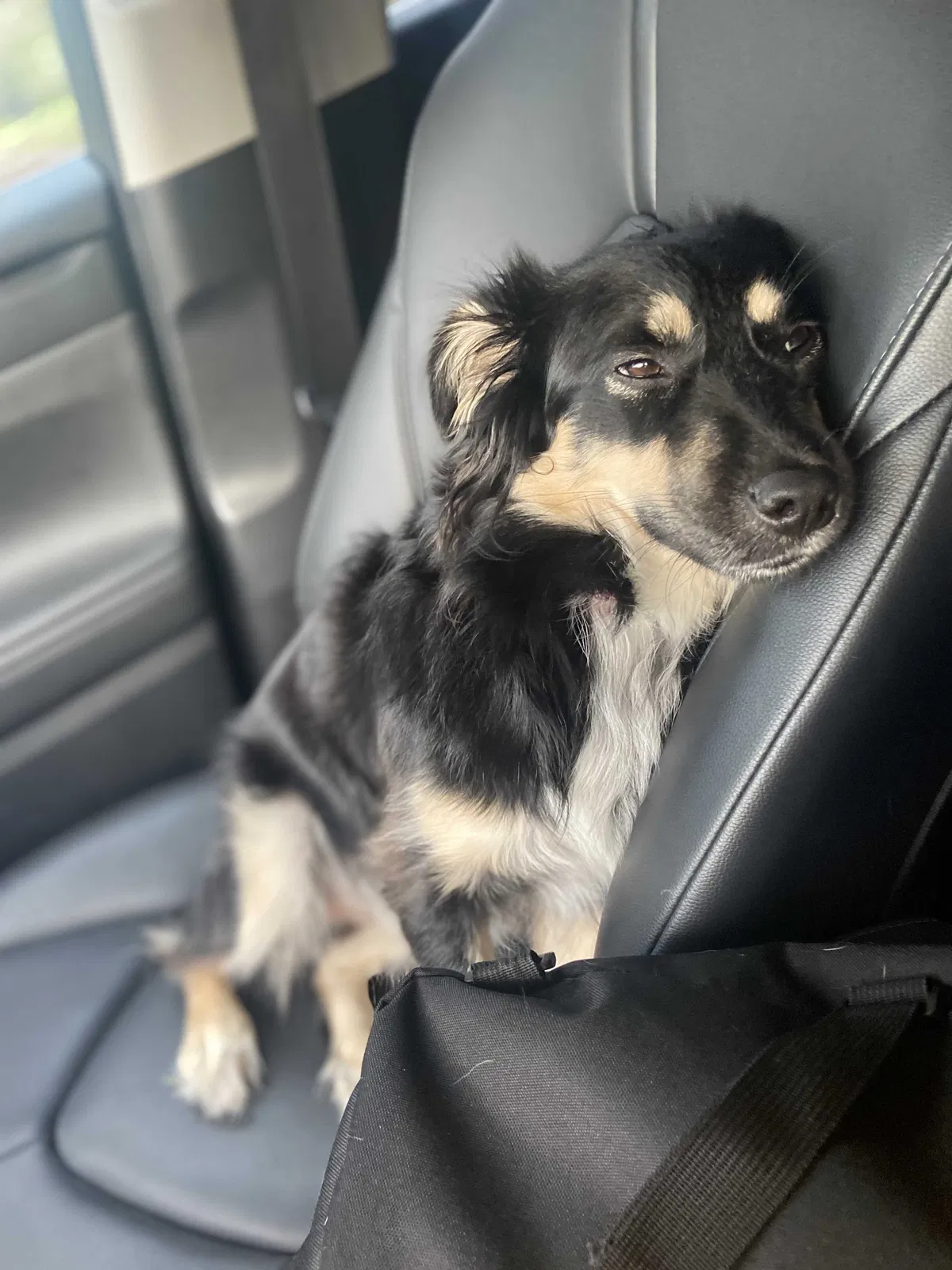 Lost dog in Saint Augustine, FL, 32092