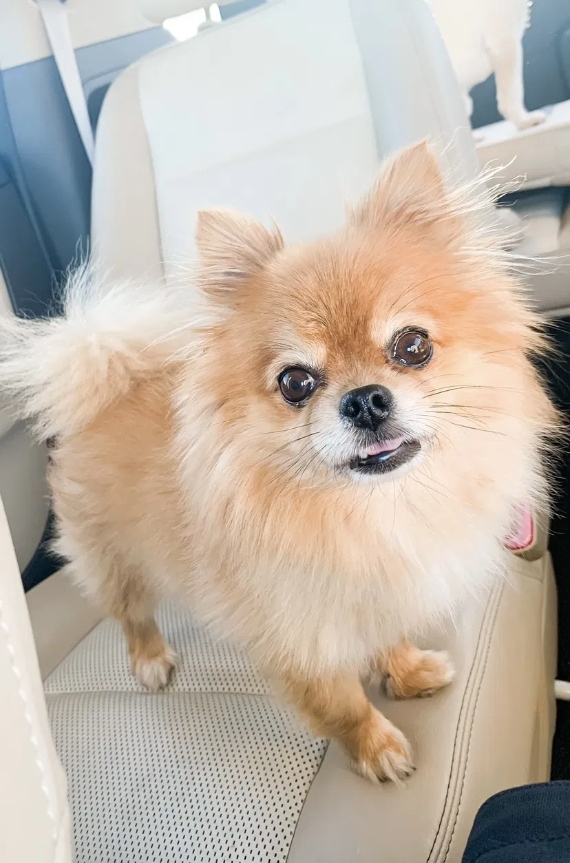 Lost dog in Wetumpka, AL, 36092