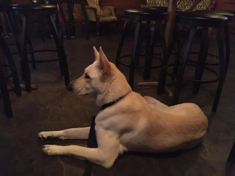 Lost dog in Pensacola, FL, 32506