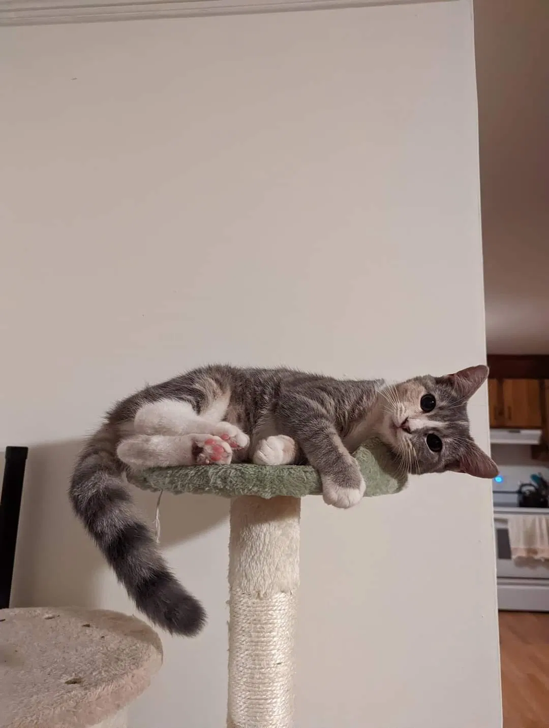 Lost cat in Richmond, VA, 23235
