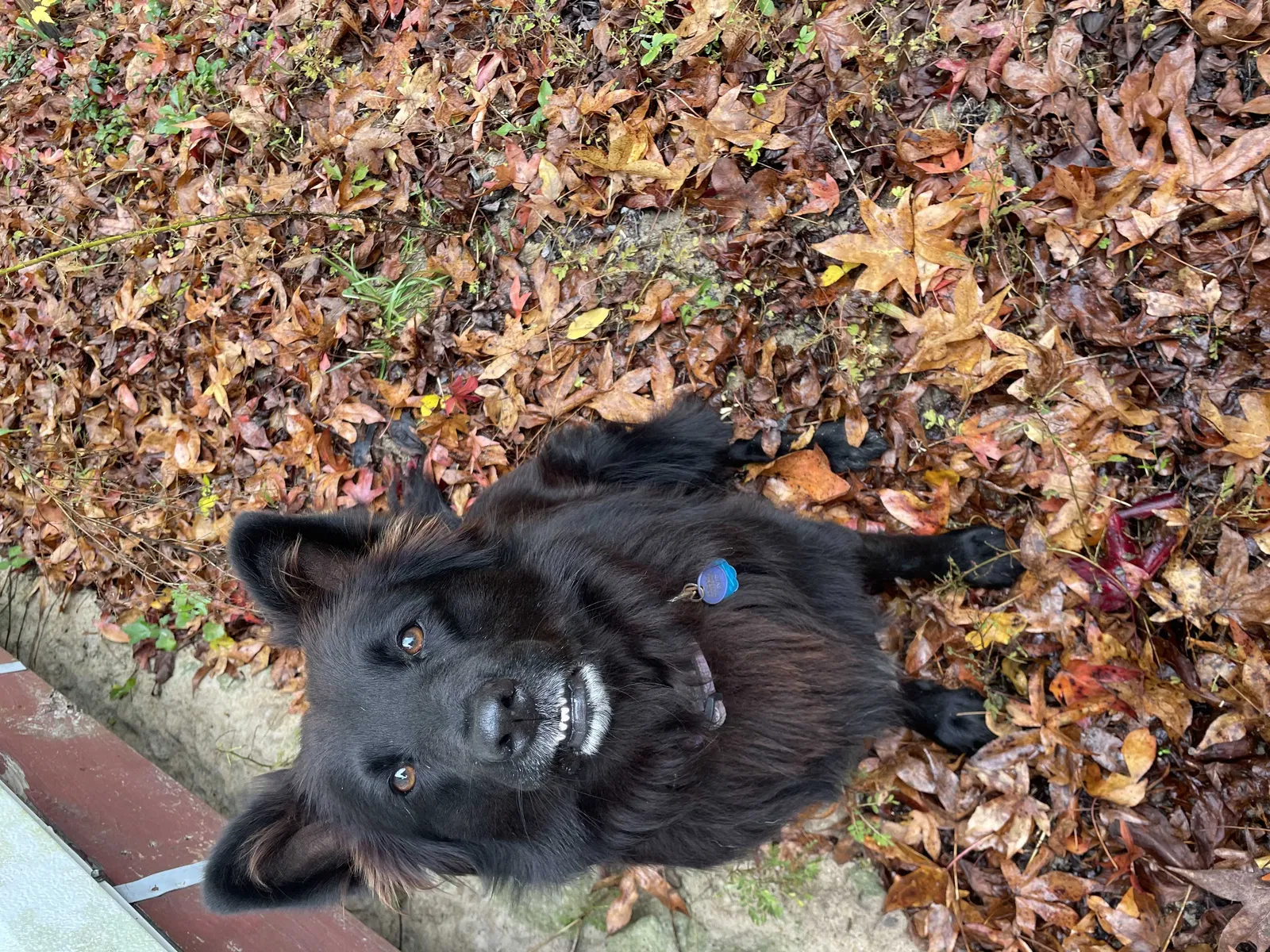 Lost dog in Cottageville, SC, 29435