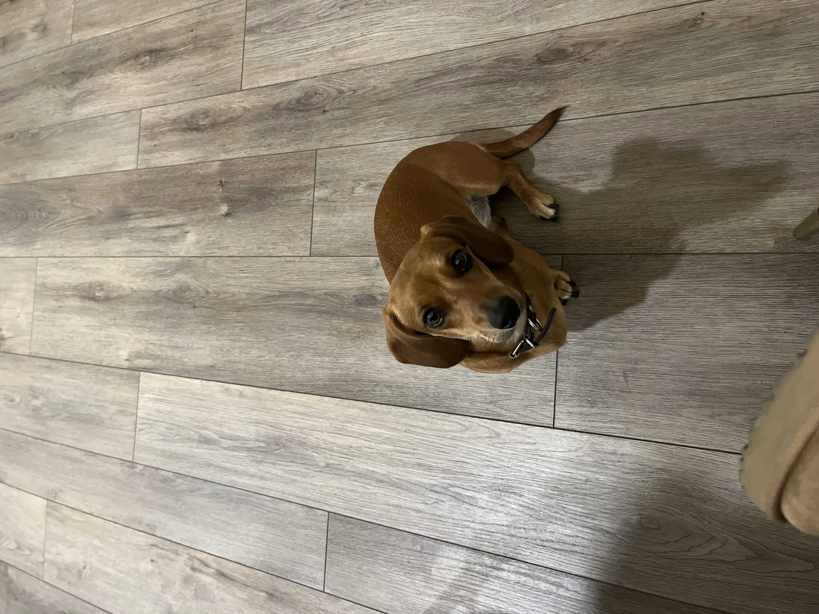Lost dog in Henderson, NV, 89015