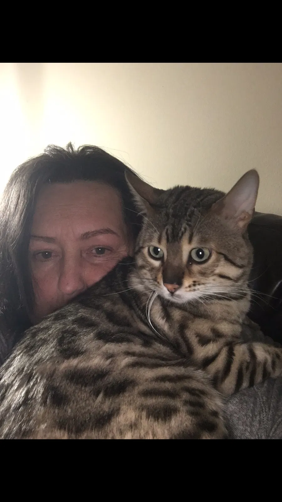 Lost cat in Lexington, KY, 40517