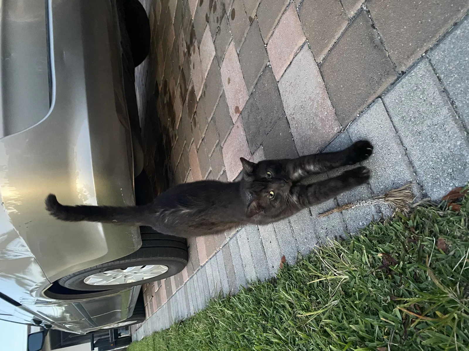 Lost cat in Fort Lauderdale, FL, 33309