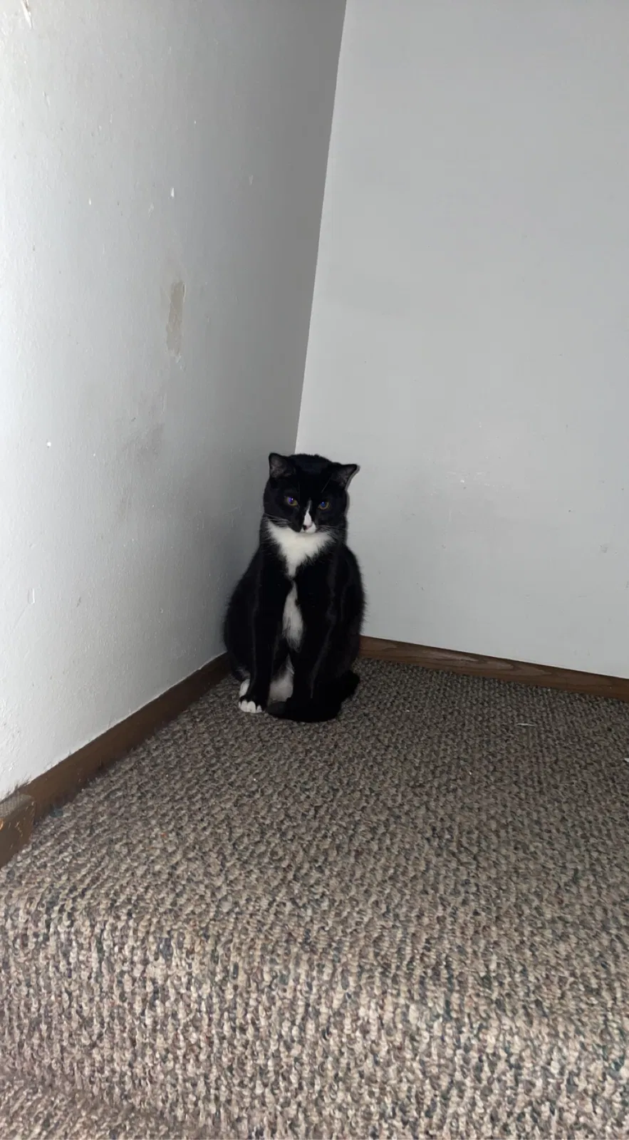 Lost cat in Milwaukee, WI, 53213