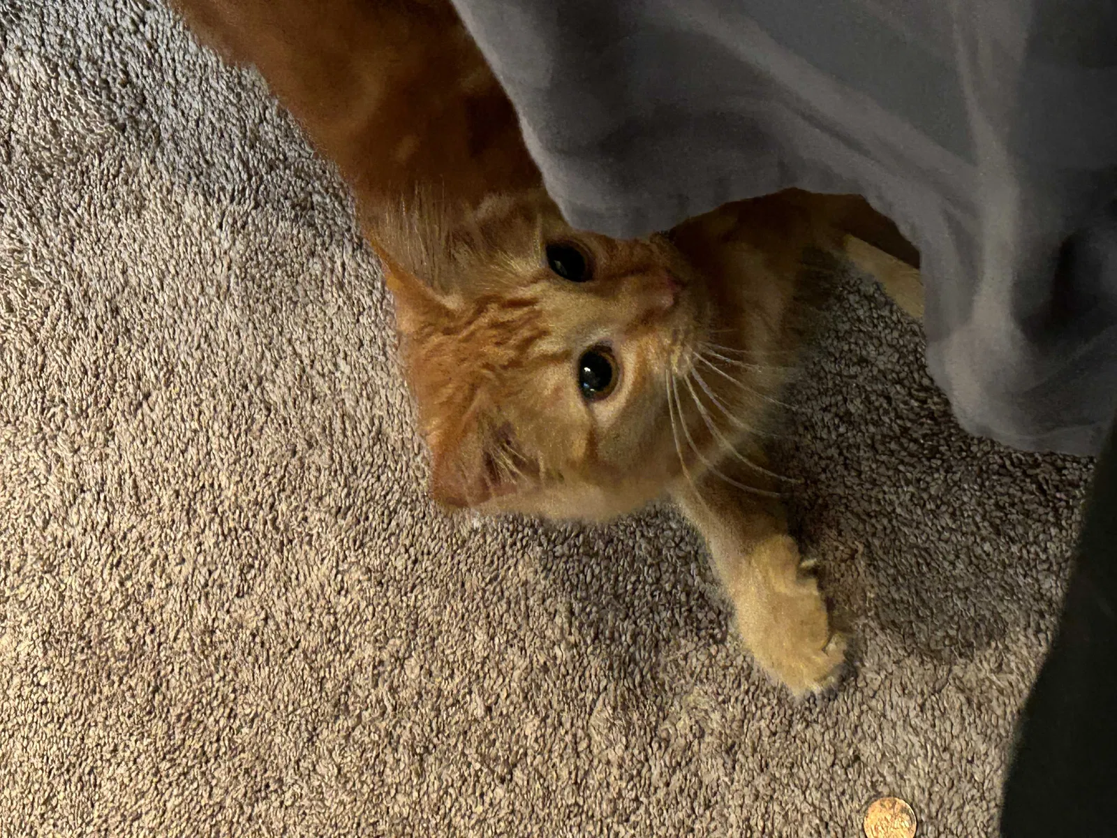 Lost cat in Beaumont, TX, 77705