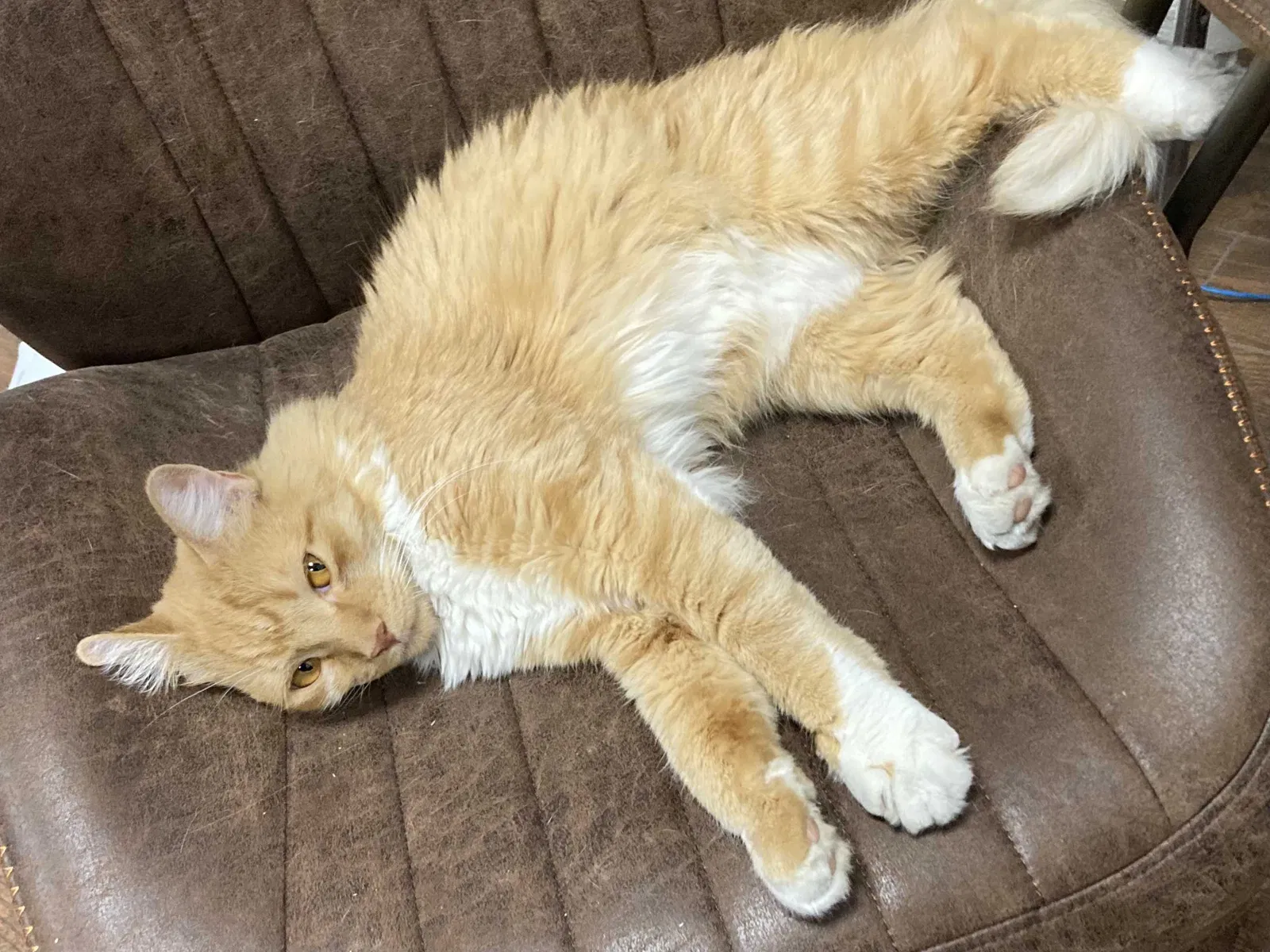 Lost cat in Fort Worth, TX, 76179