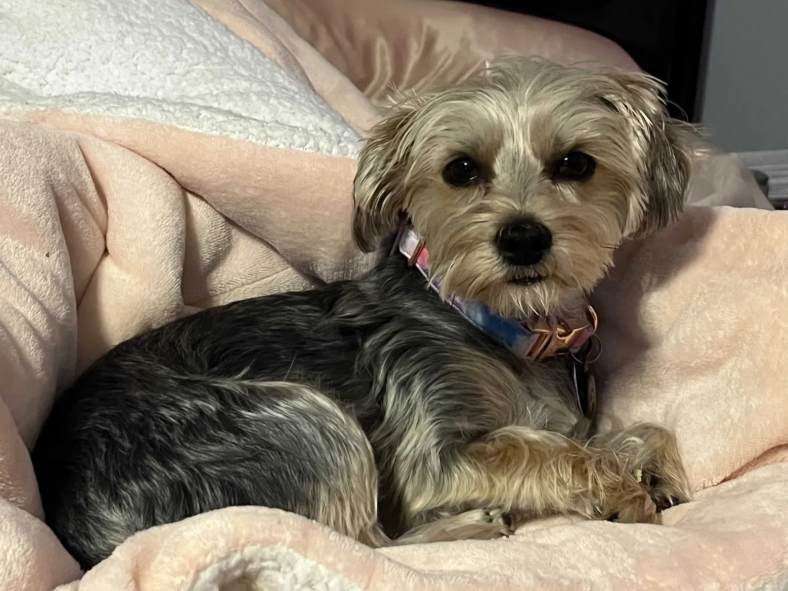 Lost dog in Bowie, MD, 20715