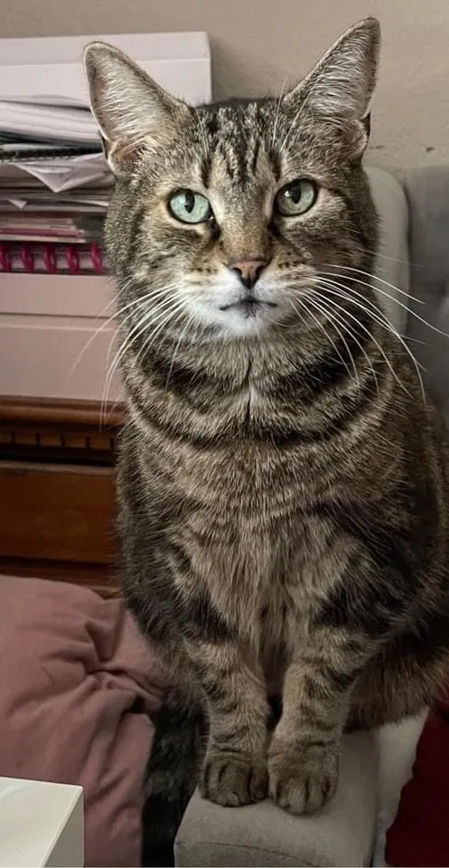 Lost cat in San Gabriel, CA, 91776