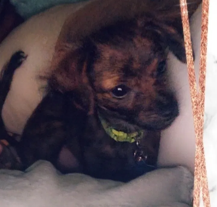 Lost dog in Gadsden, AL, 35901