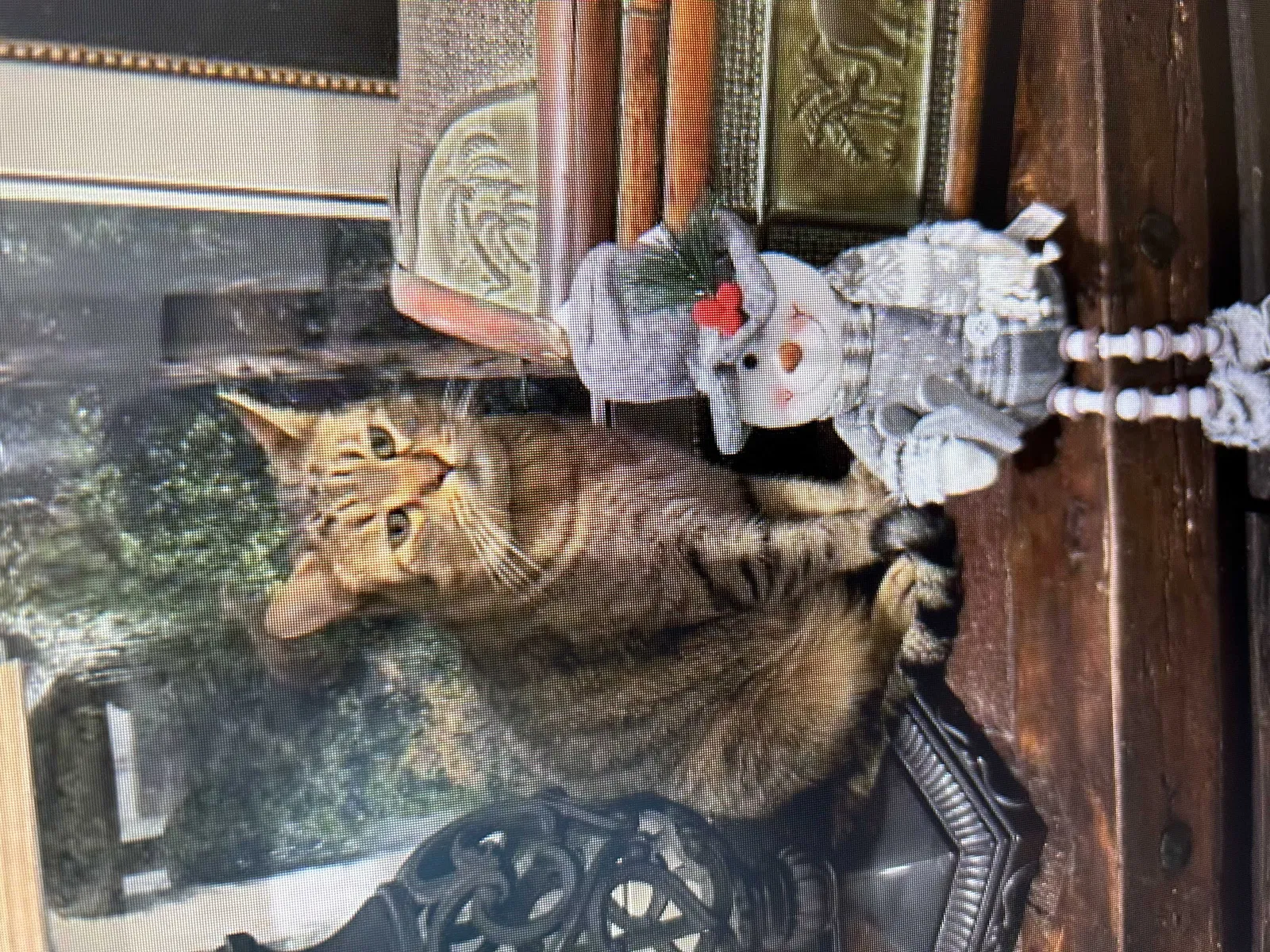 Lost cat in Four Oaks, NC, 27524