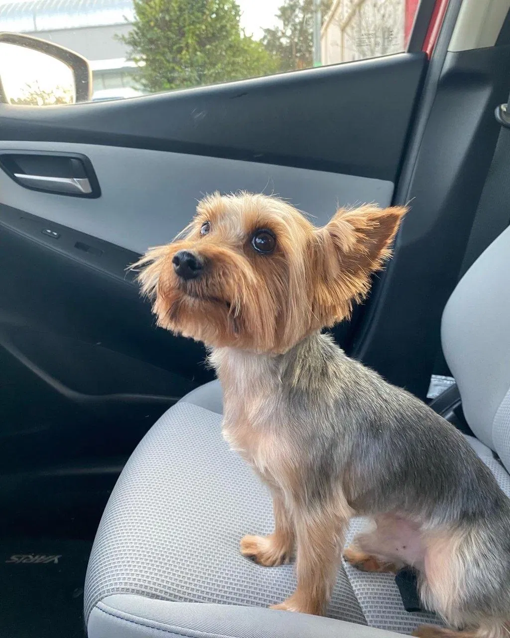 Lost dog in Tampa, FL, 33607
