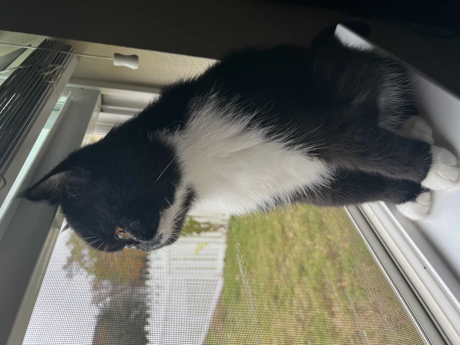 Lost cat in Round Rock, TX, 78664