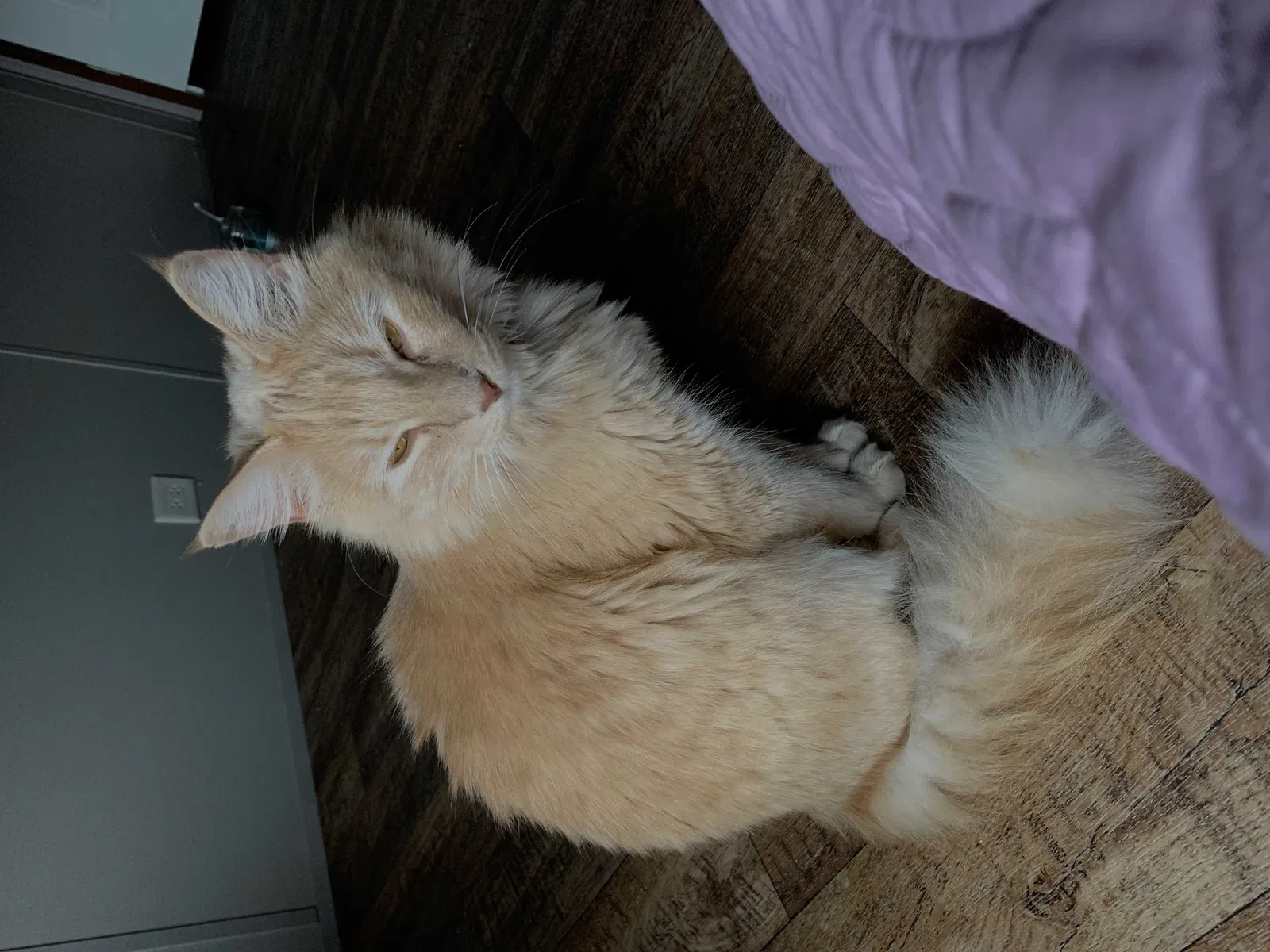 Lost cat in Malone, TX, 76660