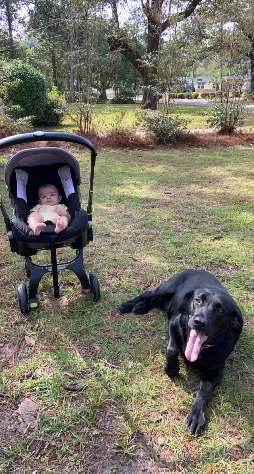 Lost dog in Mobile, AL, 36608