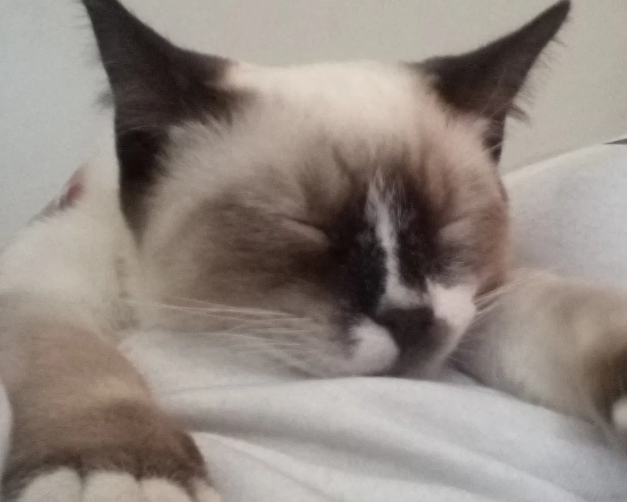 Lost cat in Sodus, NY, 14551