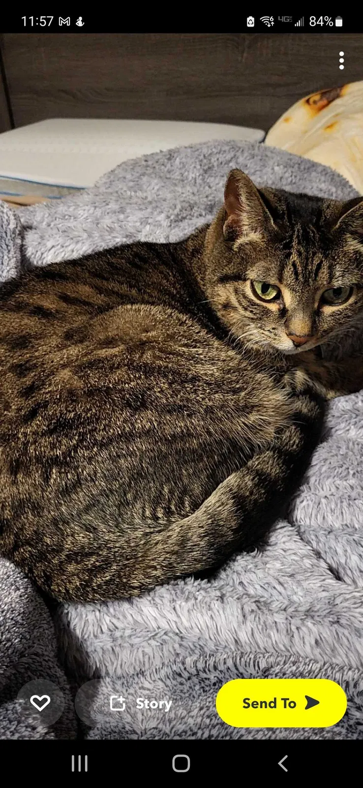 Lost cat in Winston Salem, NC, 27107
