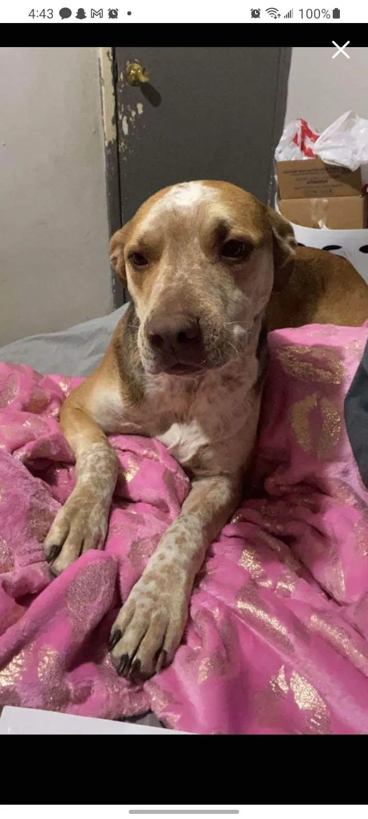 Lost dog in San Antonio, TX, 78224