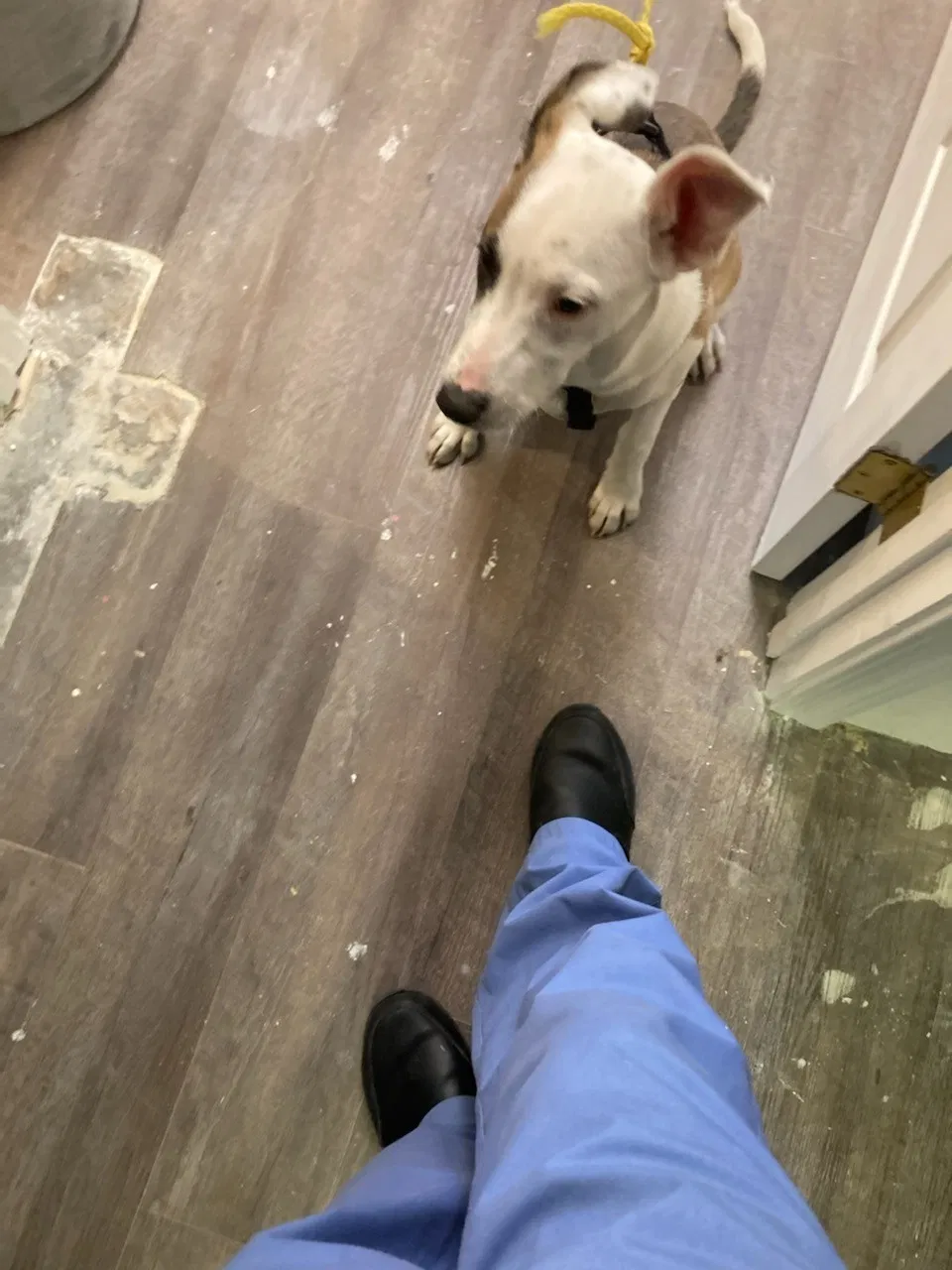 Lost dog in Mesa, AZ, 85210